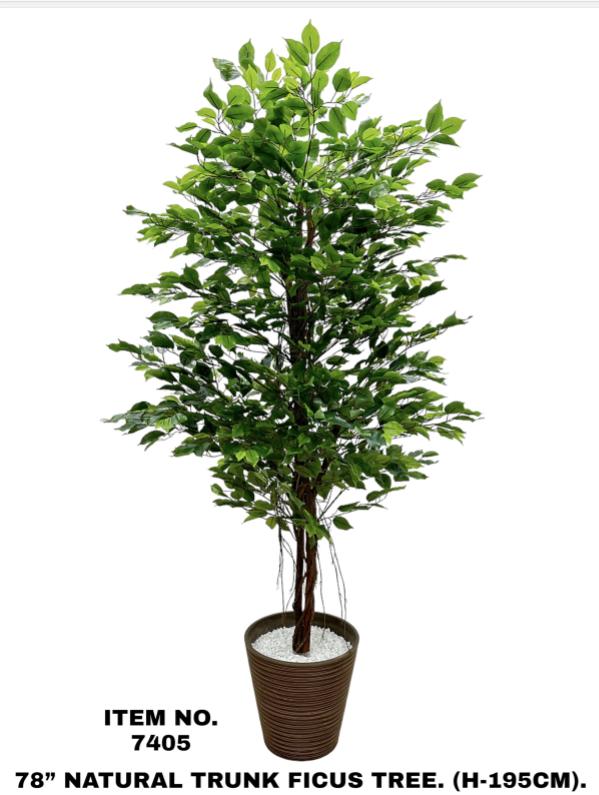 Plant