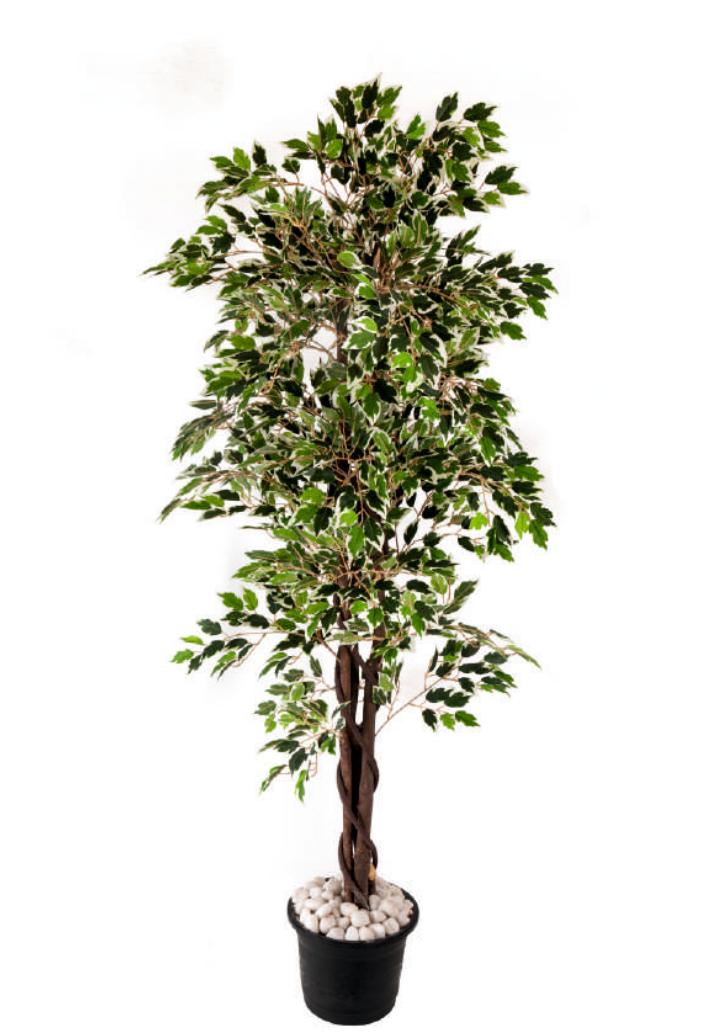 Plant