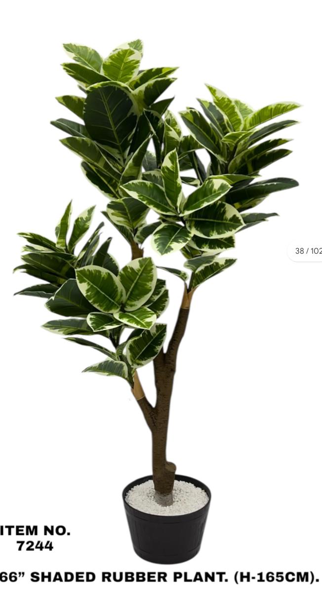 Plant