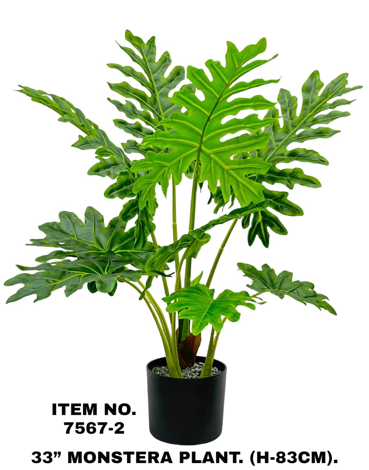 Plant