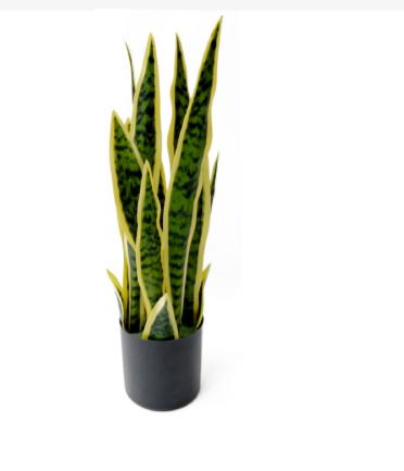 Plant