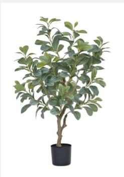 Plant
